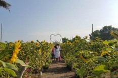 Foto Prewedding Di Taman Bunga Matahari Ini, Kamu Bisa Beli Spot Steril Tanpa Gangguan Wisatawan Lain