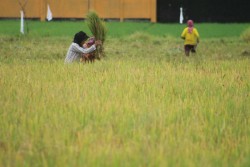 HKTI Harus Bisa Jembatani Petani dan Pemerintah
