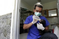 Polisi Menangkap Pembunuh Empat Ekor Beruang Madu