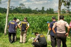 Warga Klaten Ditemukan Tewas di Kebun Jagung