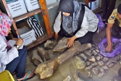 Ratusan Fosil Leluhur Gajah Modern Ditemukan di Ngawi