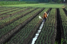 Tanam Bawang Merah Lebih Murah dengan Benih Biji daripada Umbi