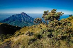 Andrey Voytech, Pendaki Selandia Baru yang Raib di Merbabu, Ditemukan Tewas