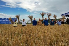 Puji Surplus Beras Sleman, SBY : Jangan Malu jadi Petani