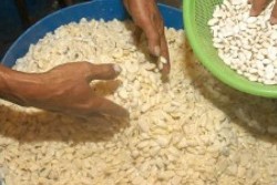 Harga Benguk Meroket Bikin Produsen Tempe Bingung