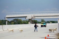 Di Gorontalo, Hewan Juga Bisa Kena Razia