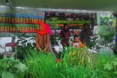Tahukah Anda? Padi Bisa Ditanam di Perkotaan, Warga Tompeyan sudah Membuktikan