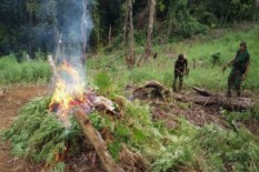Ladang Ganja Seluas 20 Hektare Ditemukan di Bireuen, Aceh