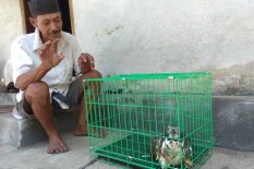 Seekor Elang dalam Kondisi Lemas Ditemukan di Belakang Rumah Warga Hargorejo