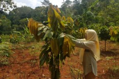 3 Desa di Bantul Jadi Sentra Kakao    