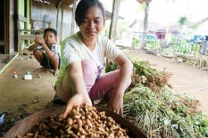 Petani Gunungkidul Mulai Panen Kacang Tanah