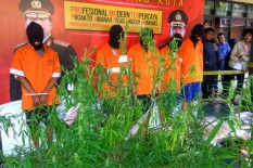 Nekat Tanam Ganja, Pria Ini Sudah 2 Kali Panen Ganja di Belakang Rumahnya