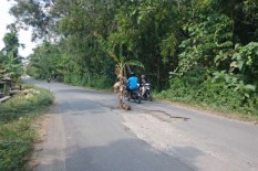Jengkel pada Penambang, Warga Sidomulyo Tanam Pohon Pisang di Tengah Jalan