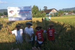 Menteri Rini "Kampanye" Gabah dan Beras di Bantul