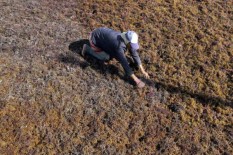 Pasokan Membaik, Harga Rumput Laut Turun