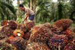 China Berkomitmen Serap 2 Juta Ton Minyak Sawit Mentah dari Indonesia