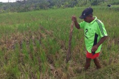 Terdampak Pengeringan Saluran Induk Kalibawang, Petani Pilih Tanam Jagung 