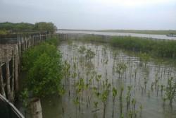 Menyelamatkan Ikon Lingkungan di Selatan Jawa