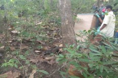 8 Satwa Nocturnal Langka Dilepasliarkan di Suaka Margasatwa Sermo