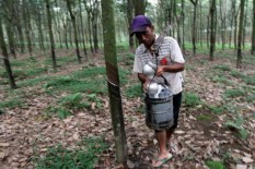 Harga Karet Melorot Gara-Gara Masalah Ini