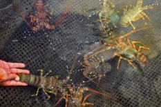 Benih Lobster Rp58,4 Miliar Gagal Diselundupkan