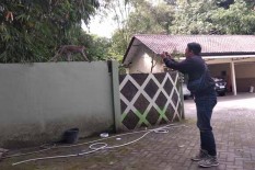 Panas dan Gemuruh Merapi, Penyebab Monyet Ekor Panjang Turun Gunung