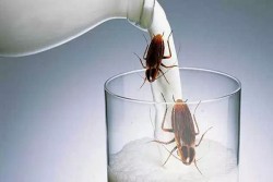 Peneliti India Mengklaim Susu Kecoak Bisa Jadi Susu Aternatif Masa Depan