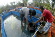 Saluran Kalibawang Kering, Produktivitas Budi Daya Ikan Sisik Terganggu
