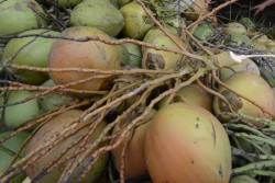 Kelapa di Kabupaten Aceh Barat, Dibakar, Dicuci di Laut untuk Berbuka