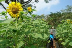 Menikmati Mekarnya Bunga Matahari di Lahan 6.000 Meter Persegi