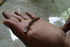 Bikin Heboh, Gali Tanah, Warga Ngaglik Temukan Kadal Ular