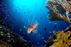 Ada Keindahan Bawah Laut di Parigi Moutong