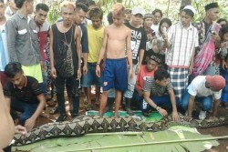 Ngeri, Seorang Wanita Ditelan Ular Sanca, Tubuhnya Utuh saat Perut Ular Dibelah