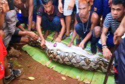 Angker, Sarang Ular Piton Pemakan Manusia di Sulawesi 