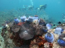 Menyelam di Laut Jepara, Menikmati Indahnya Terumbu Karang   