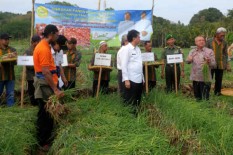 Bantul Kembangkan Bawang Merah Organik