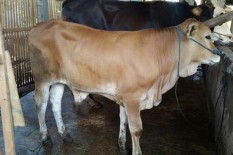 Meski Harga Jual Rendah, Sapi Lokal Punya Kelebihan