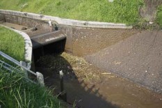 Saluran Induk Kalibawang Ditutup, Laba Petani di Sentolo Merosot