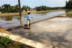 Masa Tanam Ketiga, Luas Lahan Padi di Bantul Menyusut