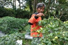 Petani Mulai Panen, Harga Cabai di Sleman Berangsur Stabil