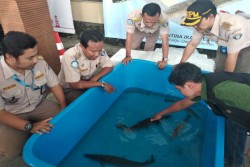 Warga Jogja Berdatangan ke Badan Karantina Serahkan Ikan Berbahaya