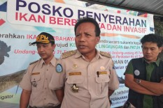 Empat Warga Diimbau Segera Serahkan Ikan Arapaima Milik Mereka ke BKIPM
