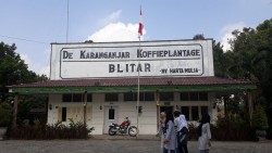Menghirup Harum Kopi di Lereng Gunung Kelud