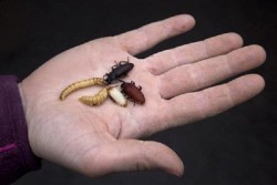 Makan Serangga Ternyata Bisa Menurunkan Berat Badan, Mau Coba?