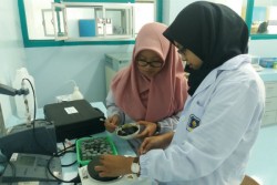 Daun Karamunting Merapi Diteliti Jadi Obat Diabetes