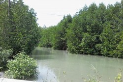 Menyusur Hutan Bakau di Tanjung Lesung