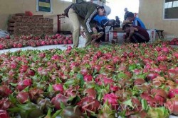 Buah Naga Memiliki Banyak Sekali Manfaat, Ini Daftarnya