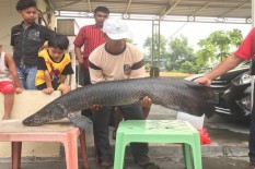Masyarakat Serahkan Ikan Berbahaya kepada BKIPM Sumut