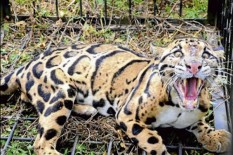 Alami Stres, Macan Dahan Masuk Kolong Rumah Warga di Indragiri Hulu
