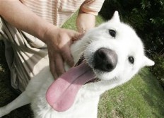 Ingin Piknik ke Pantai Bersama Anjing, Ada Kiatnya